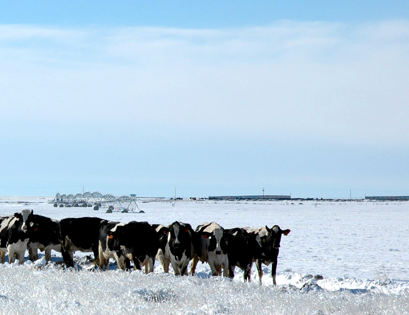 DSC_0011 CROP 1 Natural Prairie Dairy